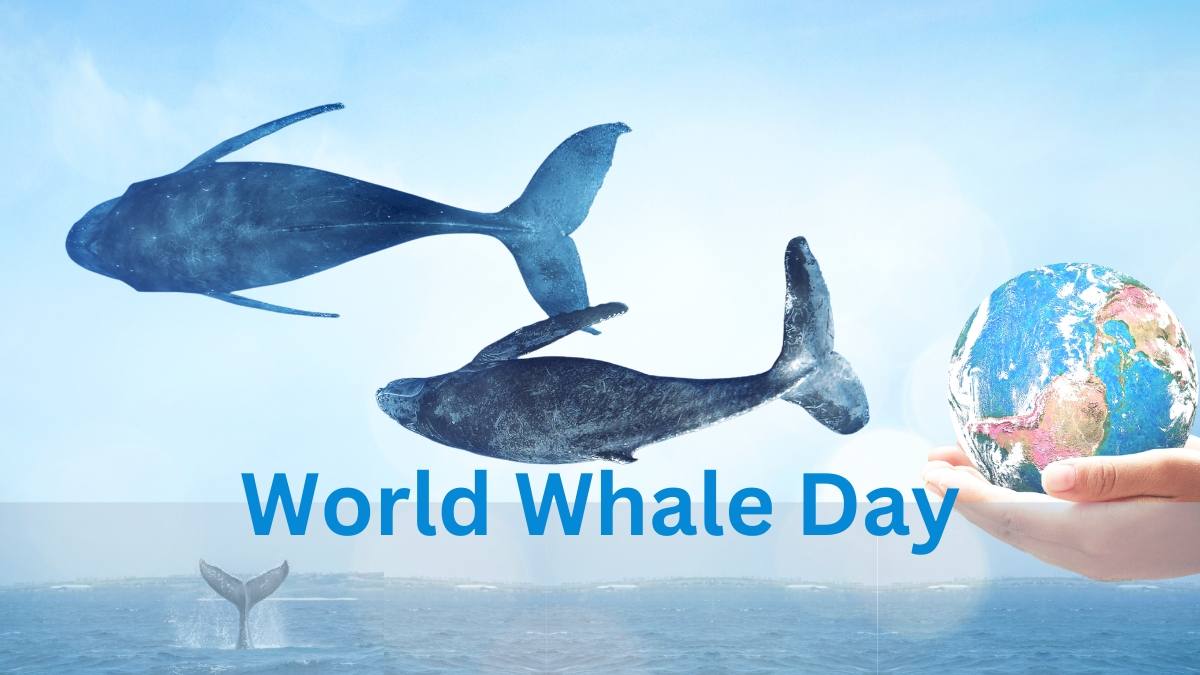 World Whale Day Focus On The Most Endangered Species The WFY
