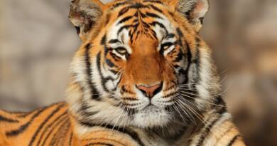 International Tiger Day: Know The Significance Of The Big Cat