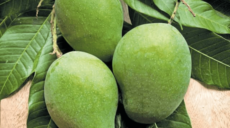 Now: The Adverse Effects of Consuming Raw Mangoes,  Here’s What You Need to Know
