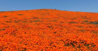 California's Hope For A Full Superbloom This Year