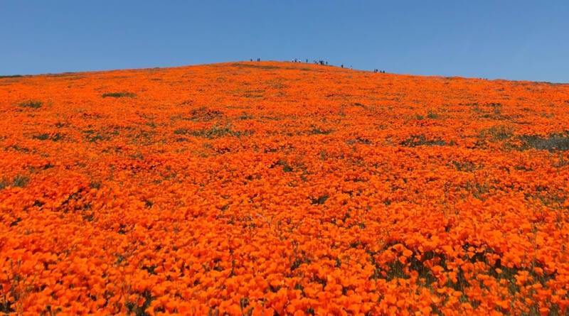 California's Hope For A Full Superbloom This Year