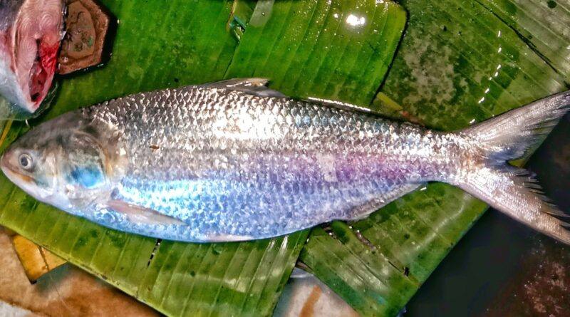 Hilsa: Business And Diplomacy Of The Fishy Ban Now