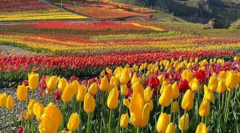 Field of Tulip flowers - A Story