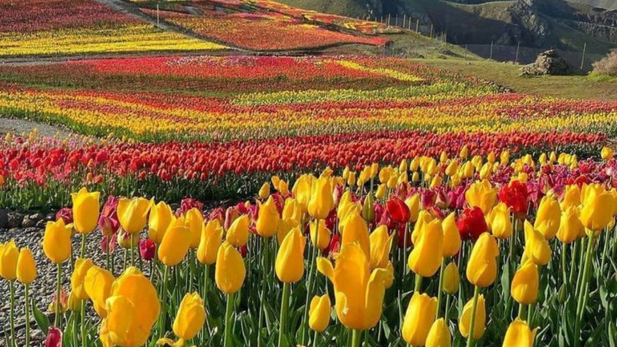 Field of Tulip flowers - A Story