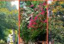 The Flowers Of Summer