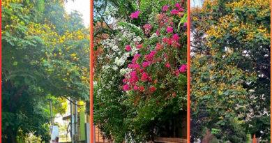 The Flowers Of Summer