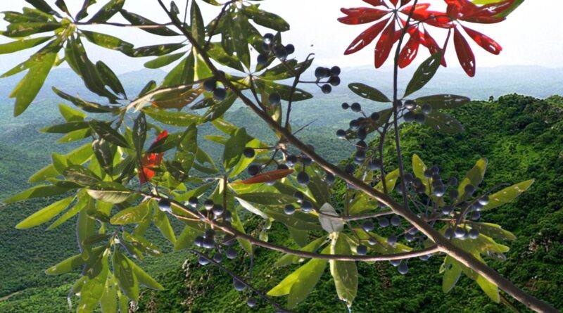 Artwork Of Aravalli