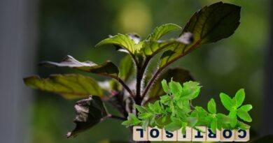 Hope: Powerful Tulsi Calms Your Mind And Improves Life