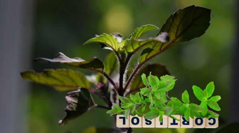 Hope: Powerful Tulsi Calms Your Mind And Improves Life