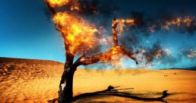 When the Lone Tree Burns
