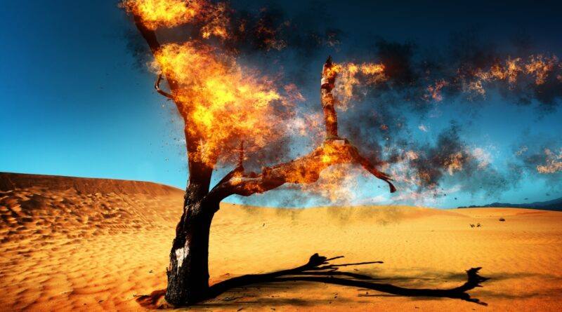 When the Lone Tree Burns