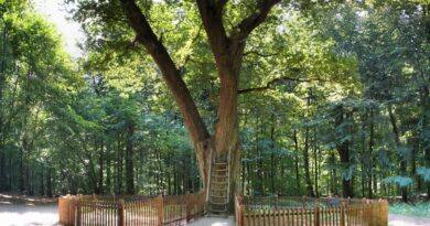 Love Tree Of Eutin A Poem By Rema Pisharody