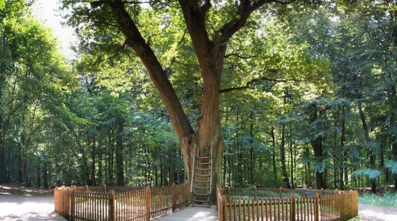 Love Tree Of Eutin A Poem By Rema Pisharody