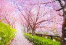 Popular Cherry Blossom Refuses Tourists For The First Time