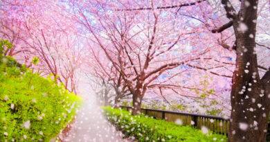 Popular Cherry Blossom Refuses Tourists For The First Time