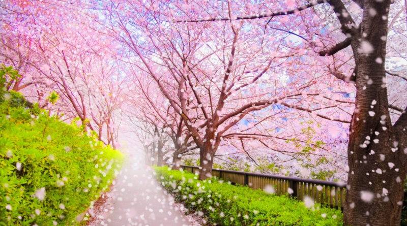 Popular Cherry Blossom Refuses Tourists For The First Time