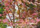The Jacaranda Tree: This Poem Is Very Beautiful And Uplifting