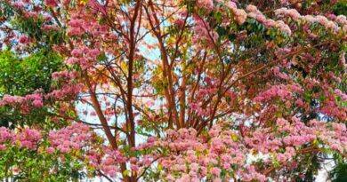 The Jacaranda Tree: This Poem Is Very Beautiful And Uplifting
