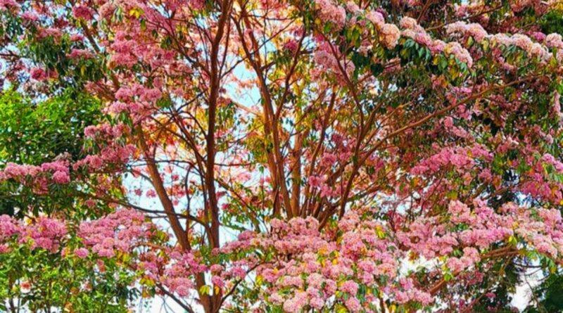 The Jacaranda Tree: This Poem Is Very Beautiful And Uplifting