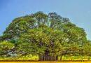 • The Banyan That Remembered the Sky: A short story