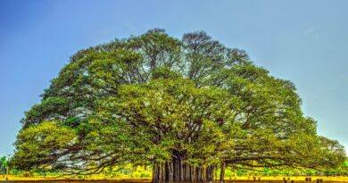 • The Banyan That Remembered the Sky: A short story