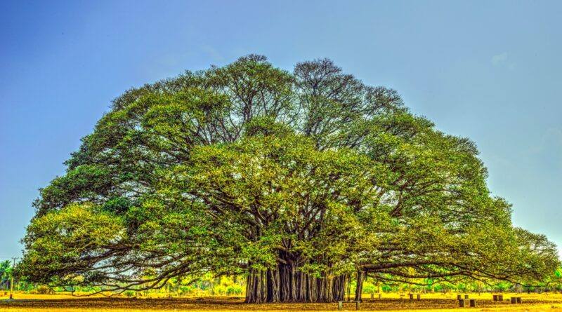 • The Banyan That Remembered the Sky: A short story